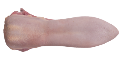 imagem de Língua